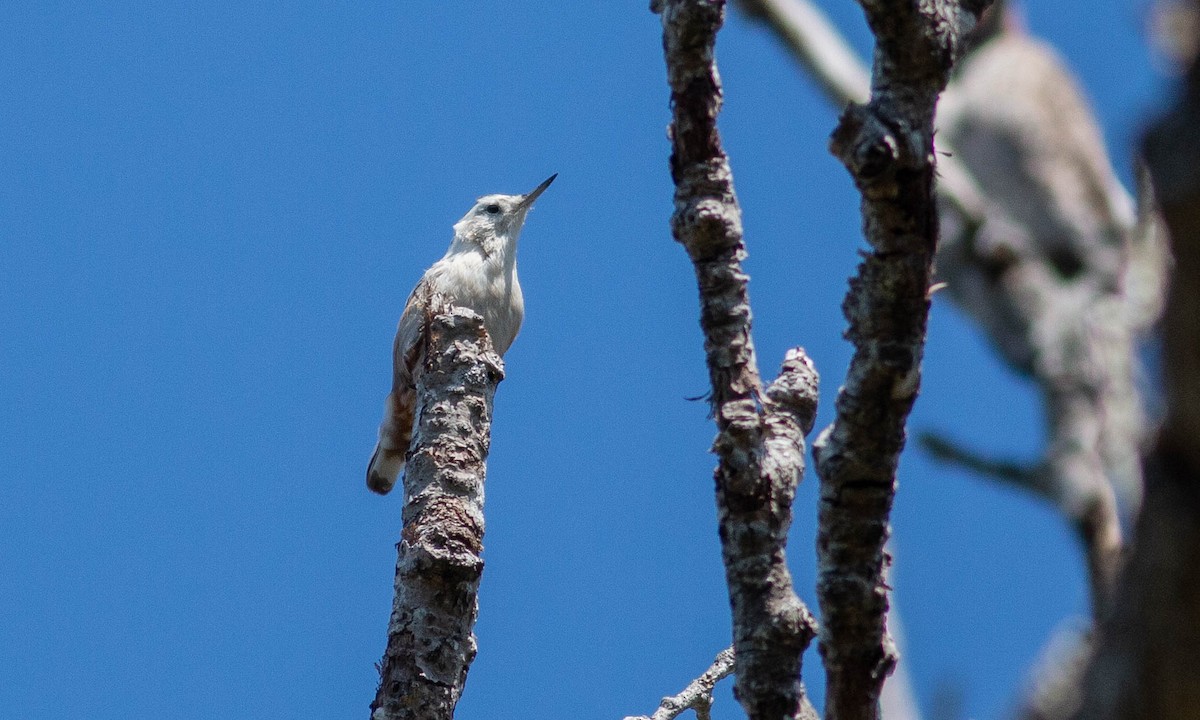 White-breasted Nuthatch (Pacific) - Paul Fenwick