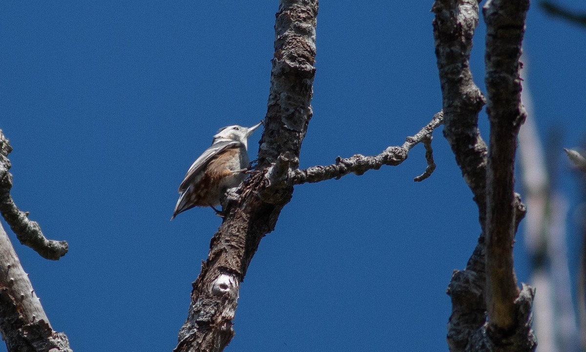 White-breasted Nuthatch (Pacific) - ML181539321