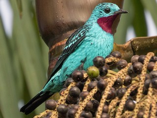  - Spangled Cotinga