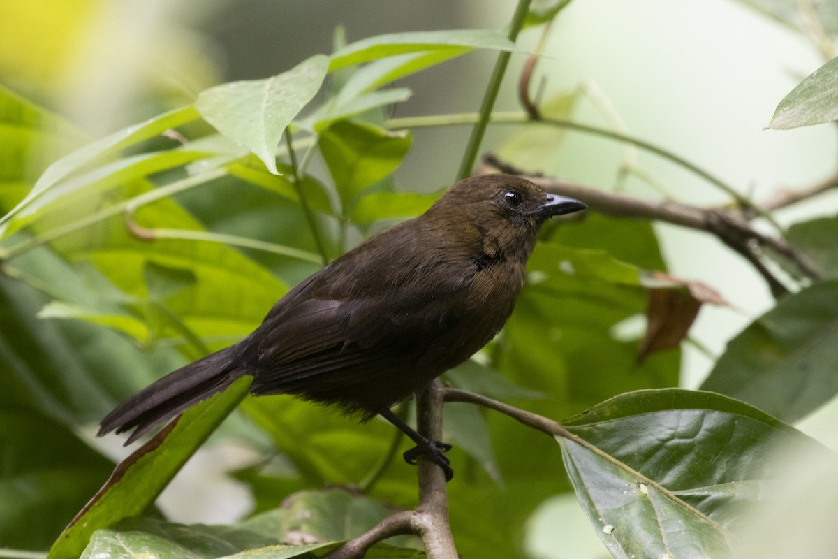 Tawny-crested Tanager - Marcelo Corella