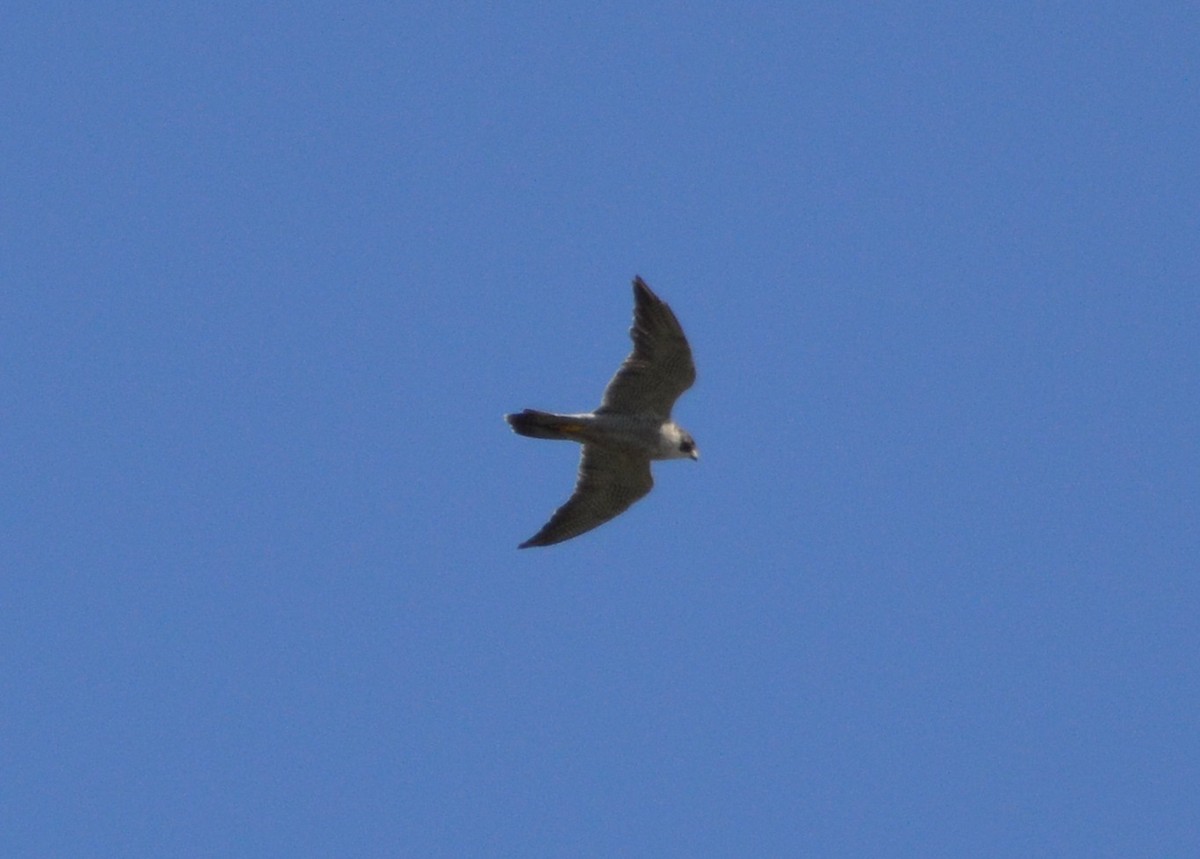 Peregrine Falcon - Orlando Jarquín