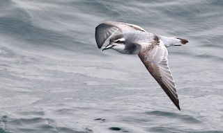  - Antarctic Prion