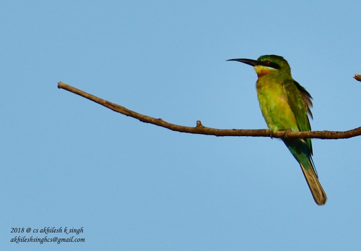 Blue-tailed Bee-eater - ML181545961