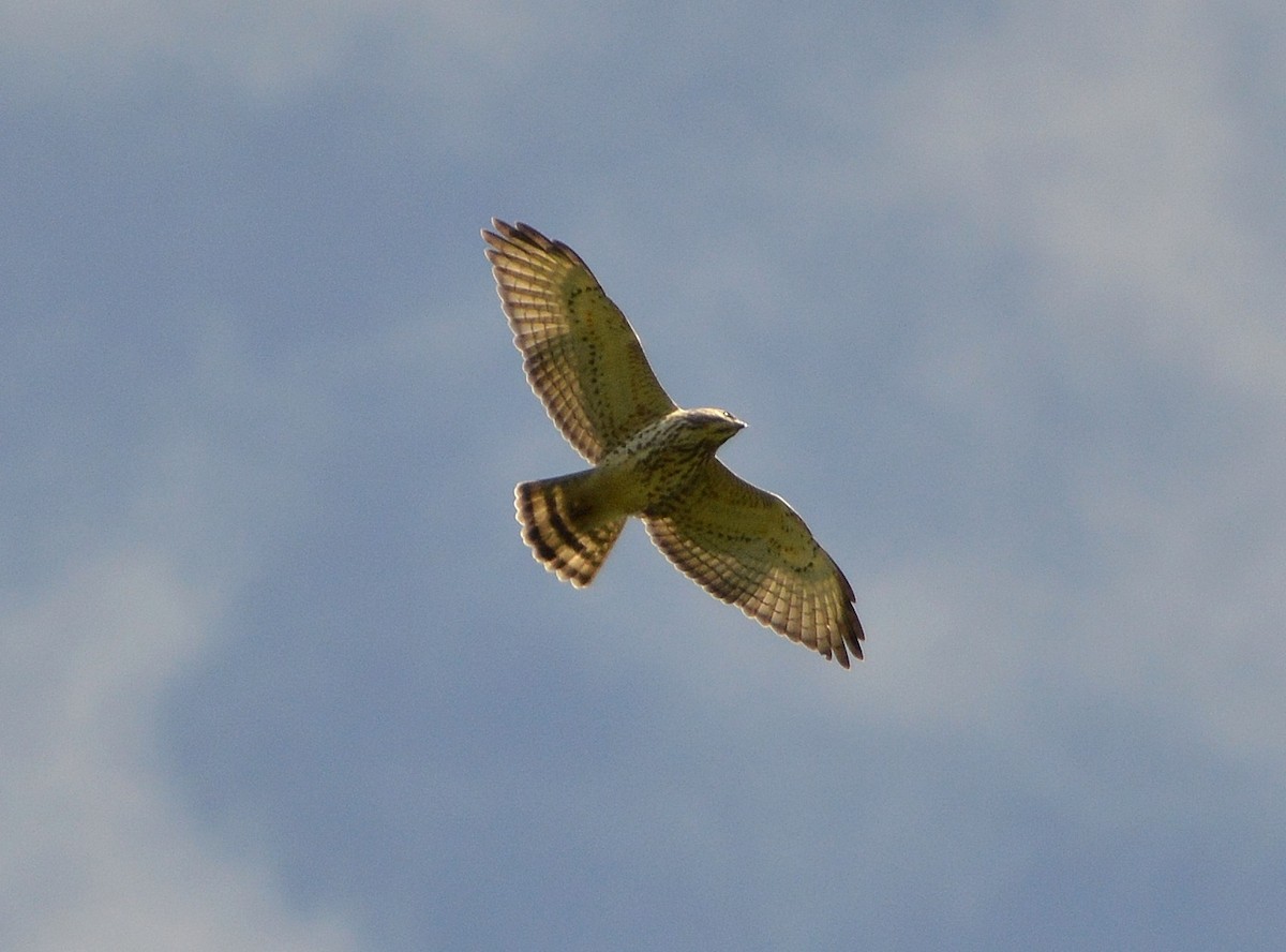 Broad-winged Hawk - Orlando Jarquín