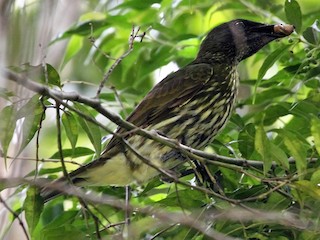 雌鳥 - Lorenzo Calcaño - ML181548131
