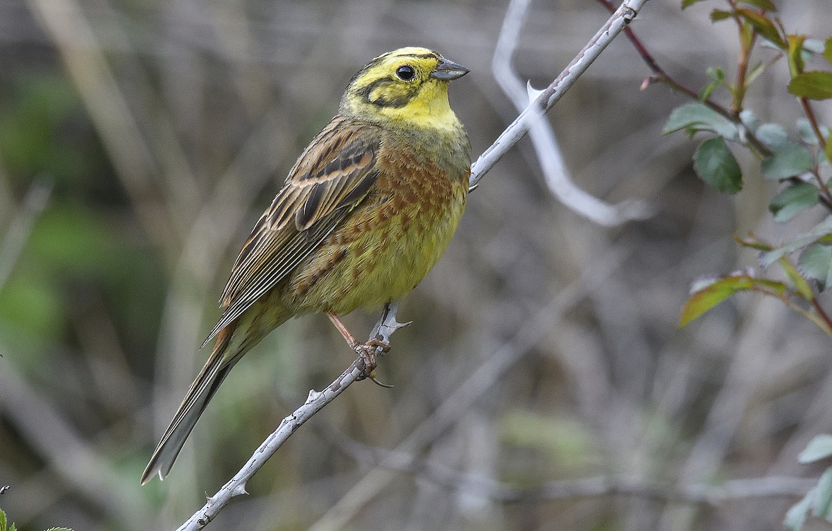 Yellowhammer - Miguel Rouco