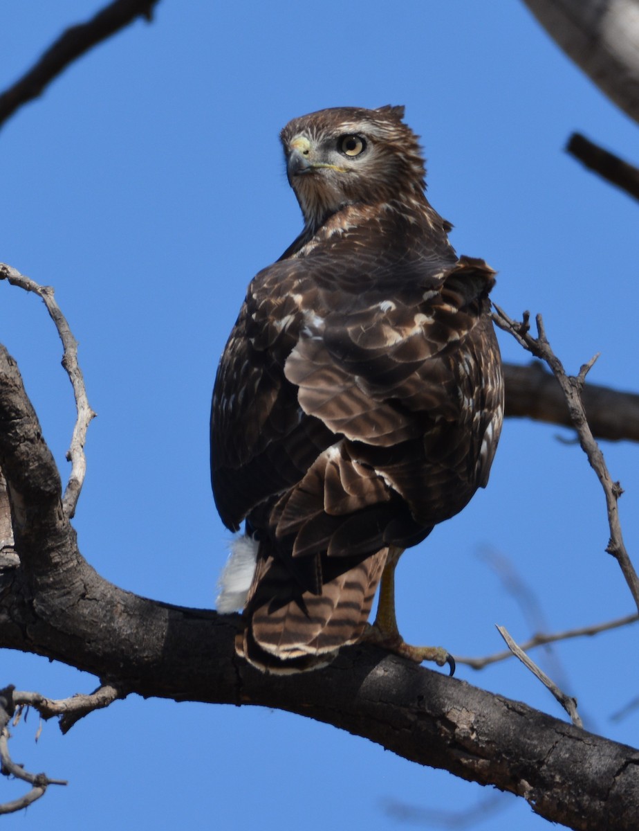 Red-tailed Hawk - ML181549181