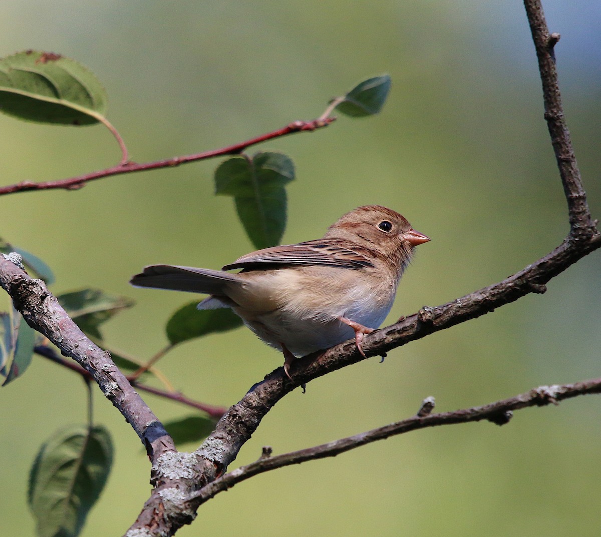 Field Sparrow - Lori White