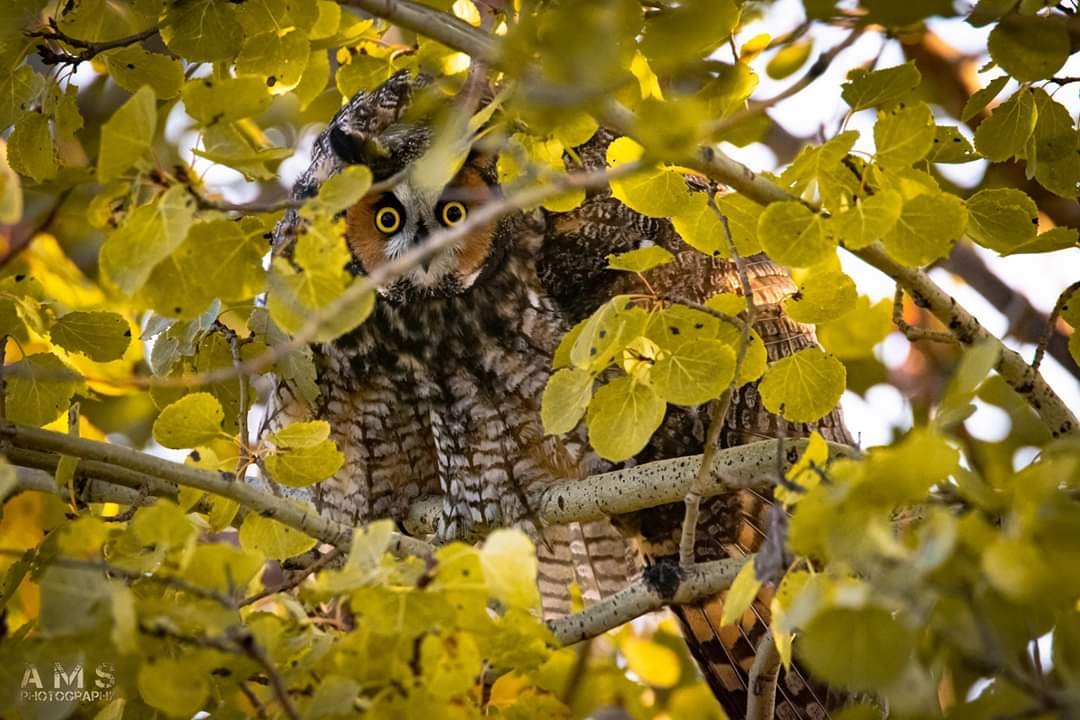 Long-eared Owl - ML181550311
