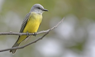  - Tropical Kingbird