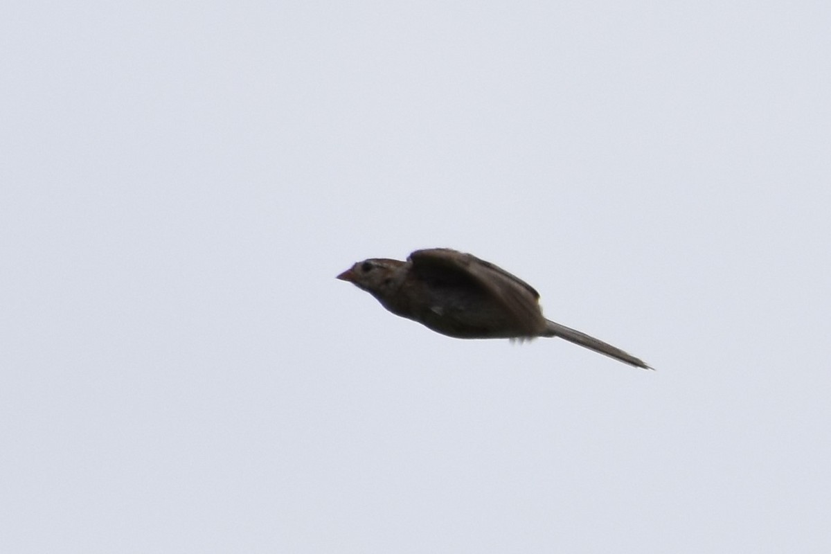Field Sparrow - Derek Hudgins