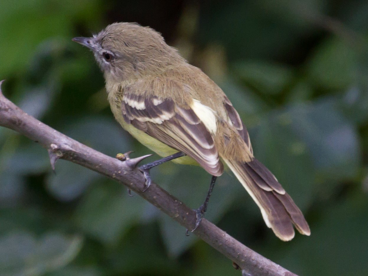 Pale-tipped Tyrannulet - Cullen Hanks