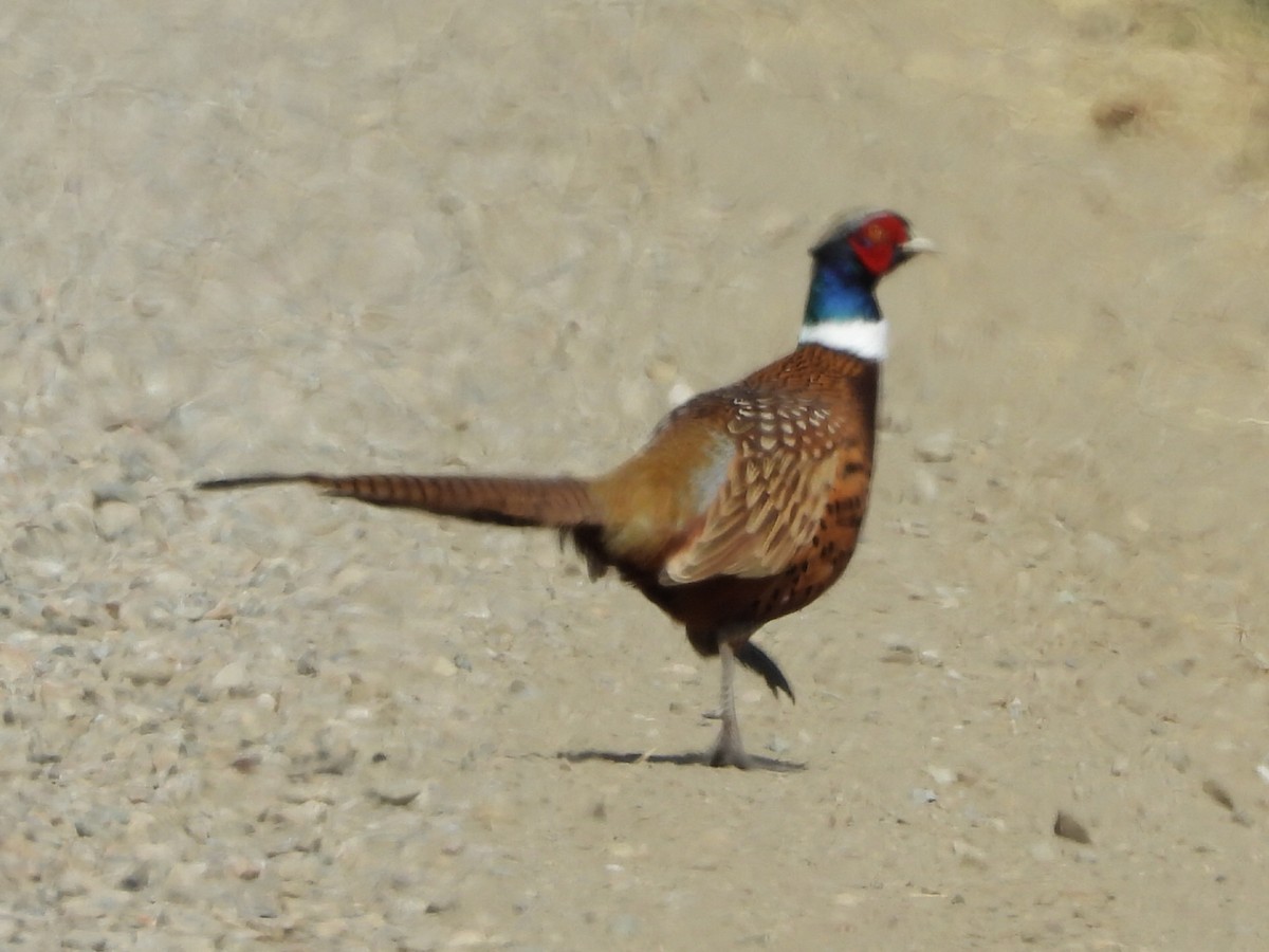 Ring-necked Pheasant - ML181554841
