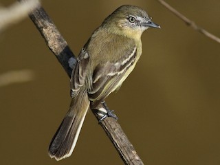  - Pale-tipped Tyrannulet