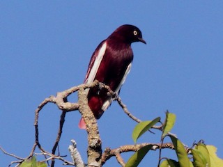 ムラサキカザリドリ - eBird