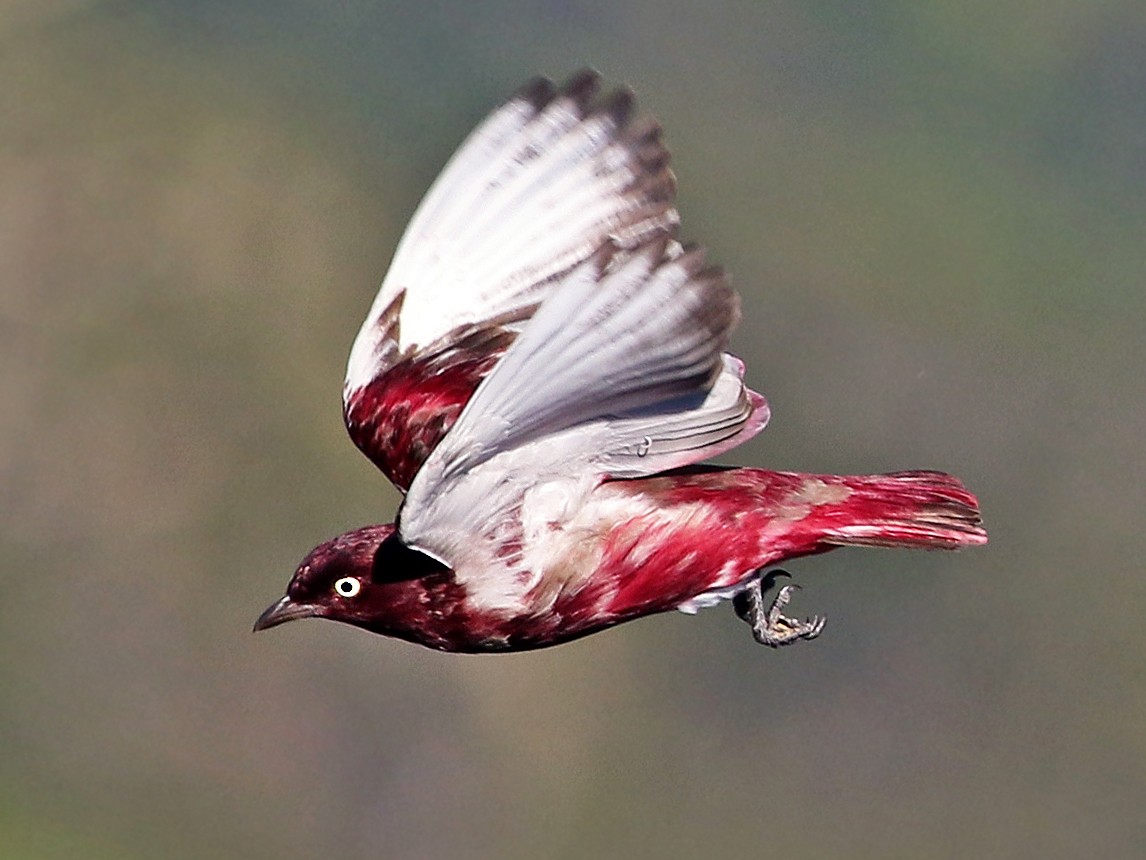 Pompadour Cotinga - Andrew Spencer