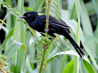 Velvet-fronted Grackle - eBird