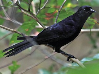 Velvet-fronted Grackle - eBird