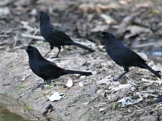 Velvet-fronted Grackle - eBird