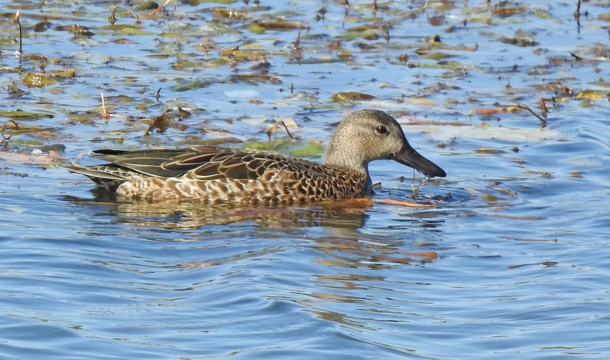 Blue-winged Teal - ML181559921