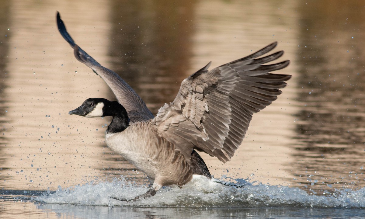 Canada Goose (moffitti/maxima) - Paul Fenwick