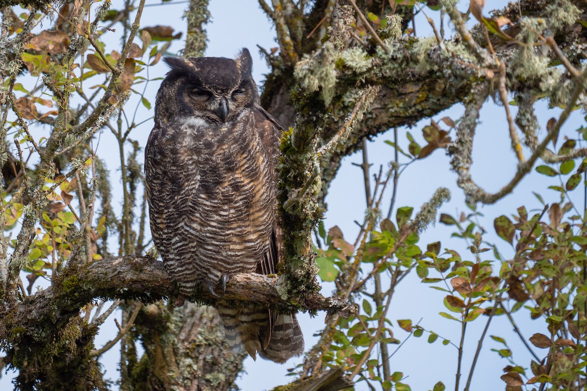 Great Horned Owl - ML181564921