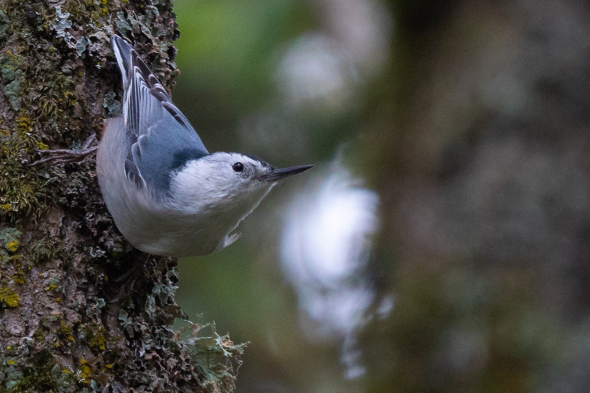White-breasted Nuthatch (Pacific) - ML181565911
