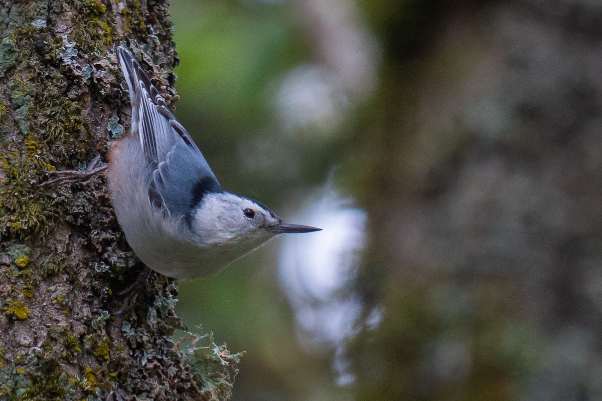 White-breasted Nuthatch (Pacific) - ML181565921