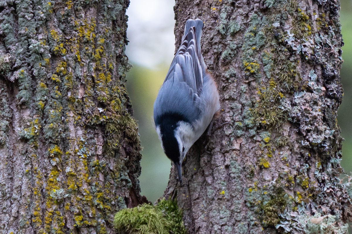 White-breasted Nuthatch (Pacific) - ML181565971