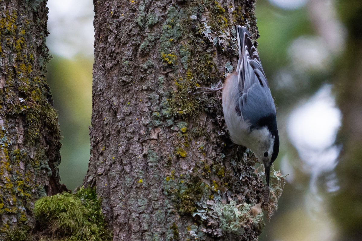 White-breasted Nuthatch (Pacific) - ML181565981