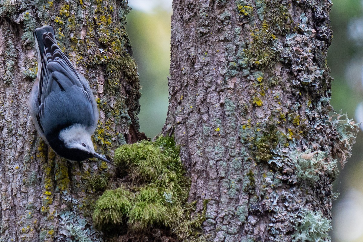 White-breasted Nuthatch (Pacific) - Grace Oliver