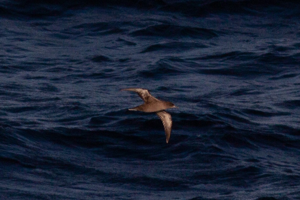 Sooty/Short-tailed Shearwater - ML181566141