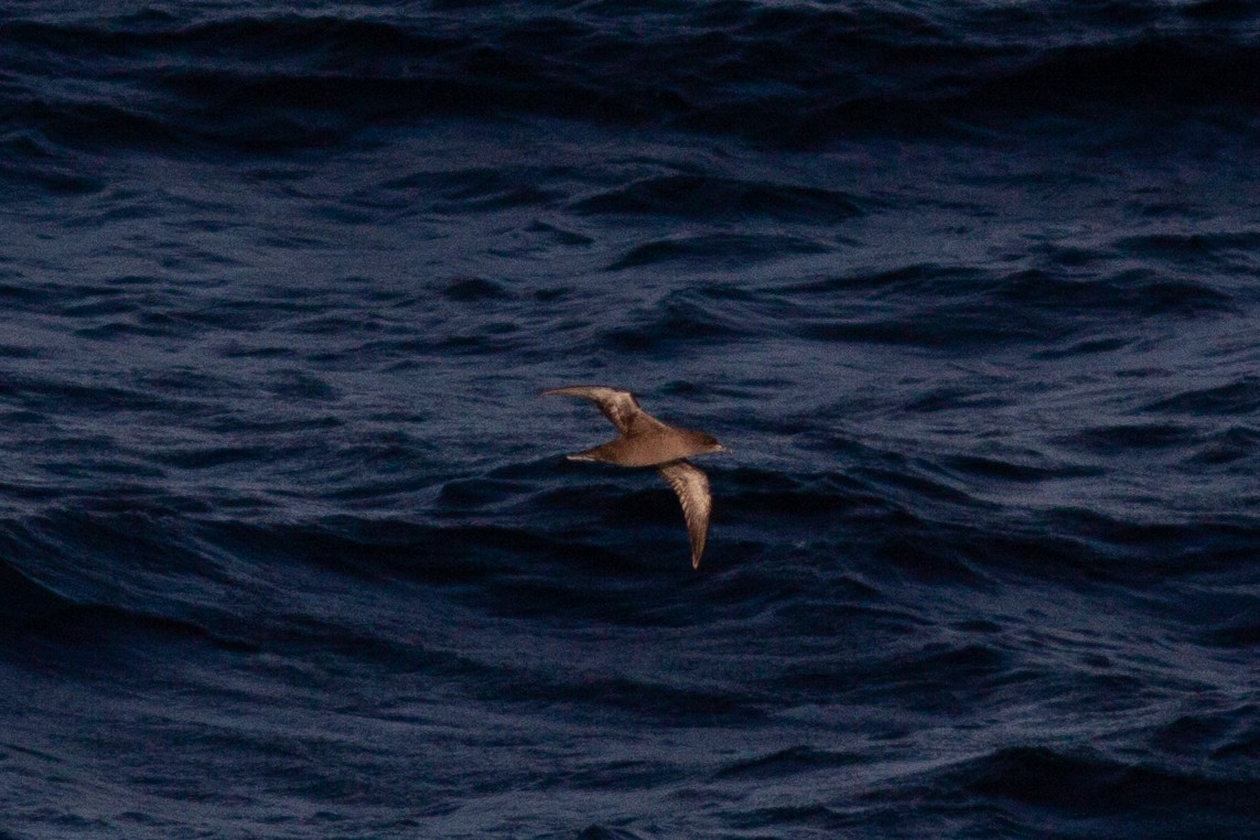 Sooty/Short-tailed Shearwater - ML181566201