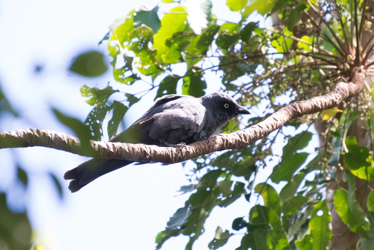 South Melanesian Cuckooshrike - John C. Mittermeier