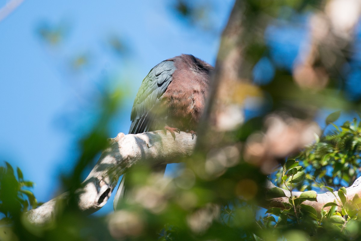 Вануатский плодовый голубь - ML181569371