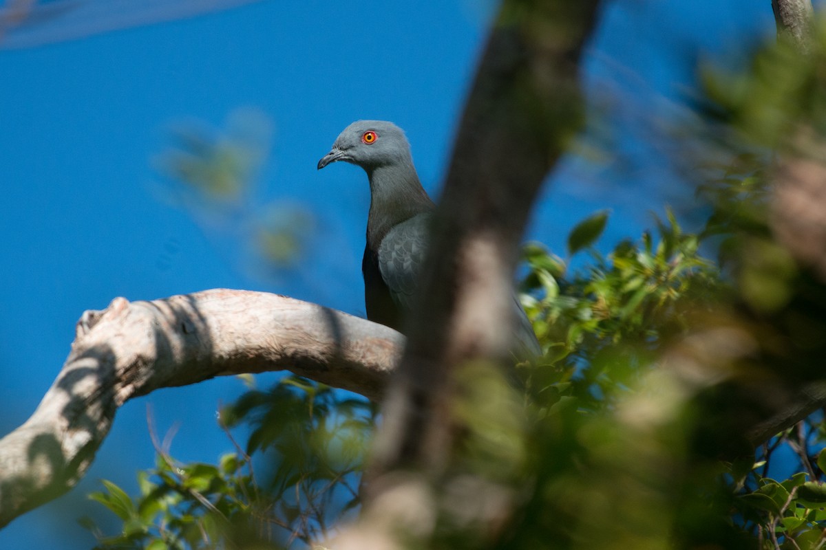 Вануатский плодовый голубь - ML181569381