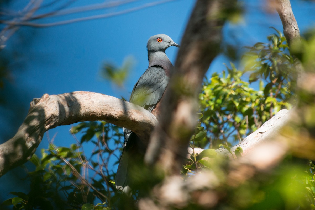 Вануатский плодовый голубь - ML181569411