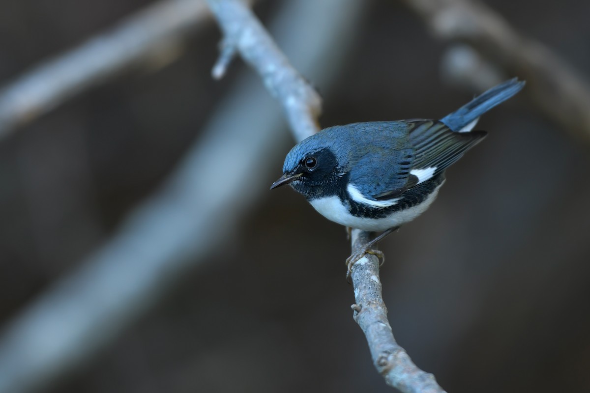 Black-throated Blue Warbler - Jonathan Irons