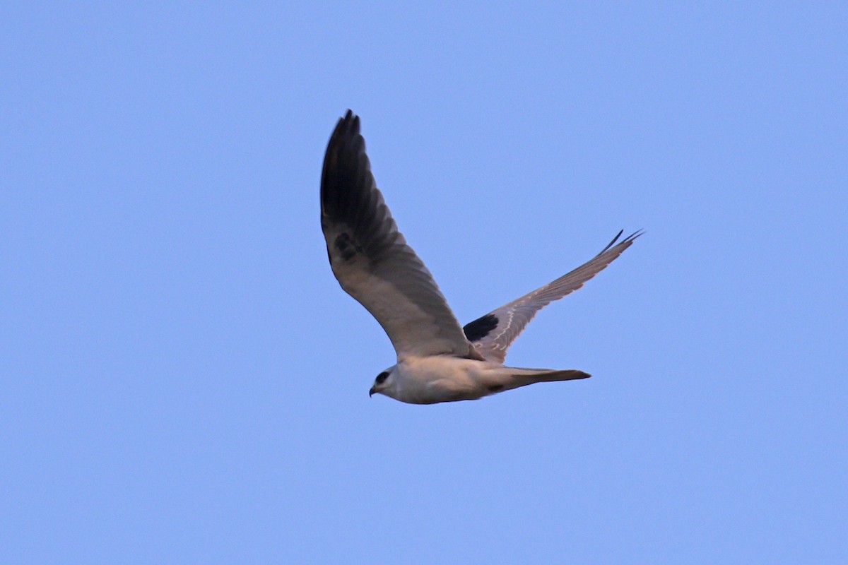 White-tailed Kite - ML181571771