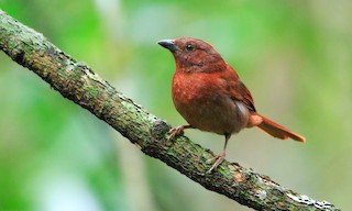  - Red-crowned Ant-Tanager