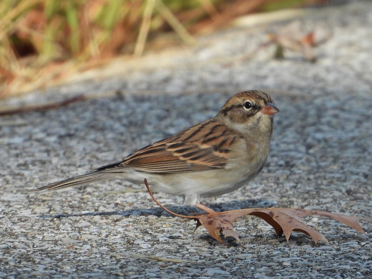 Chipping Sparrow - Ron Furnish
