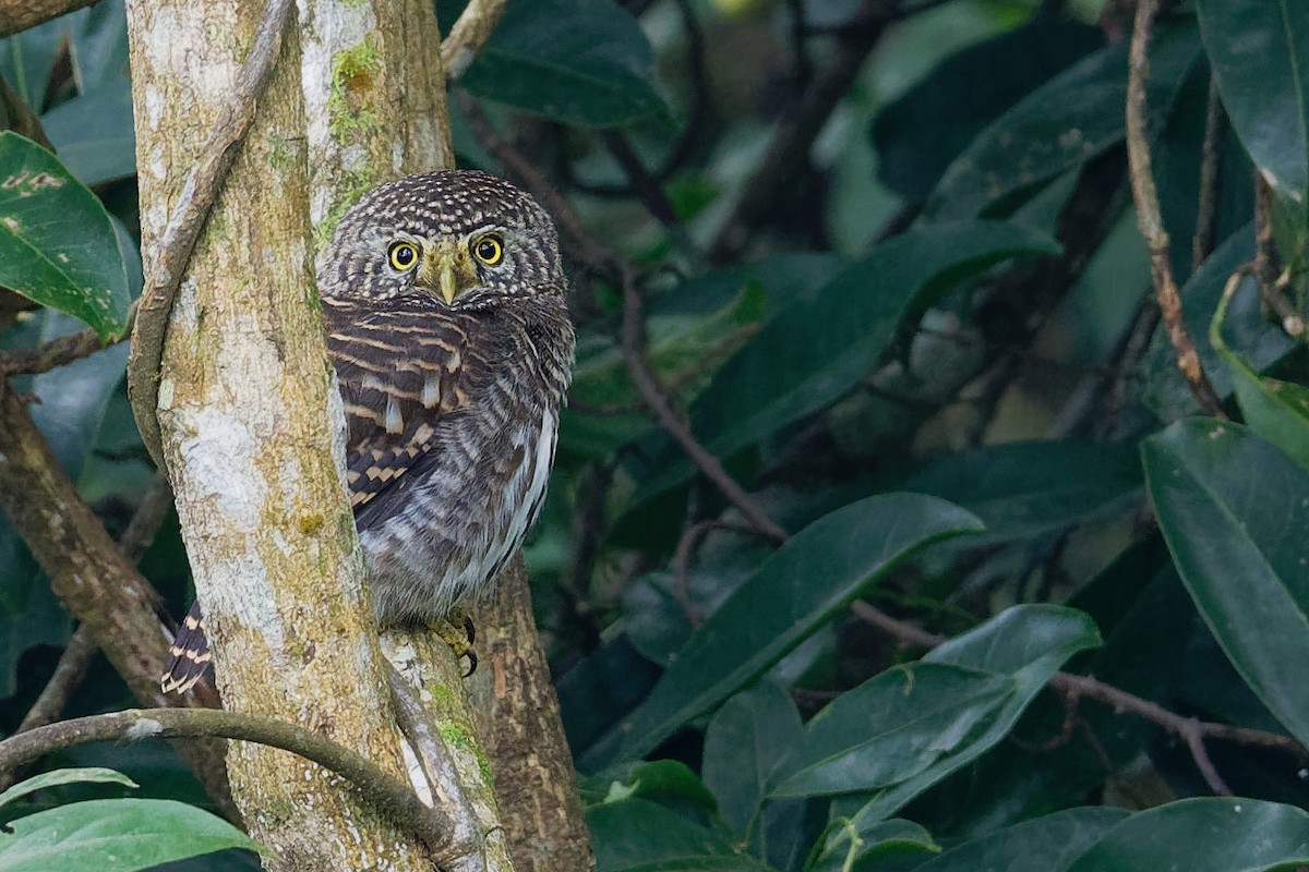Collared Owlet - ML181580671