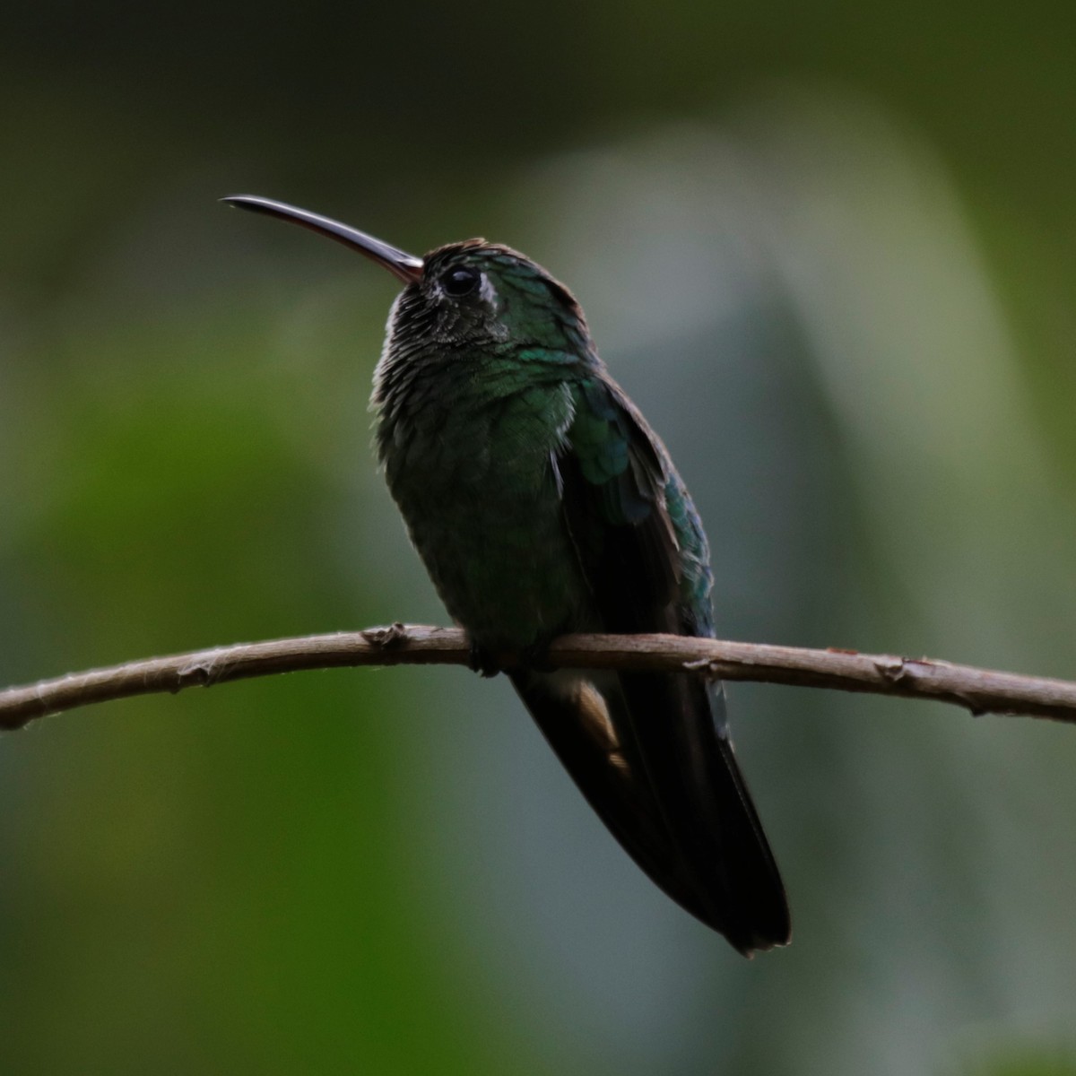 Blue-tailed Emerald - ML181582911