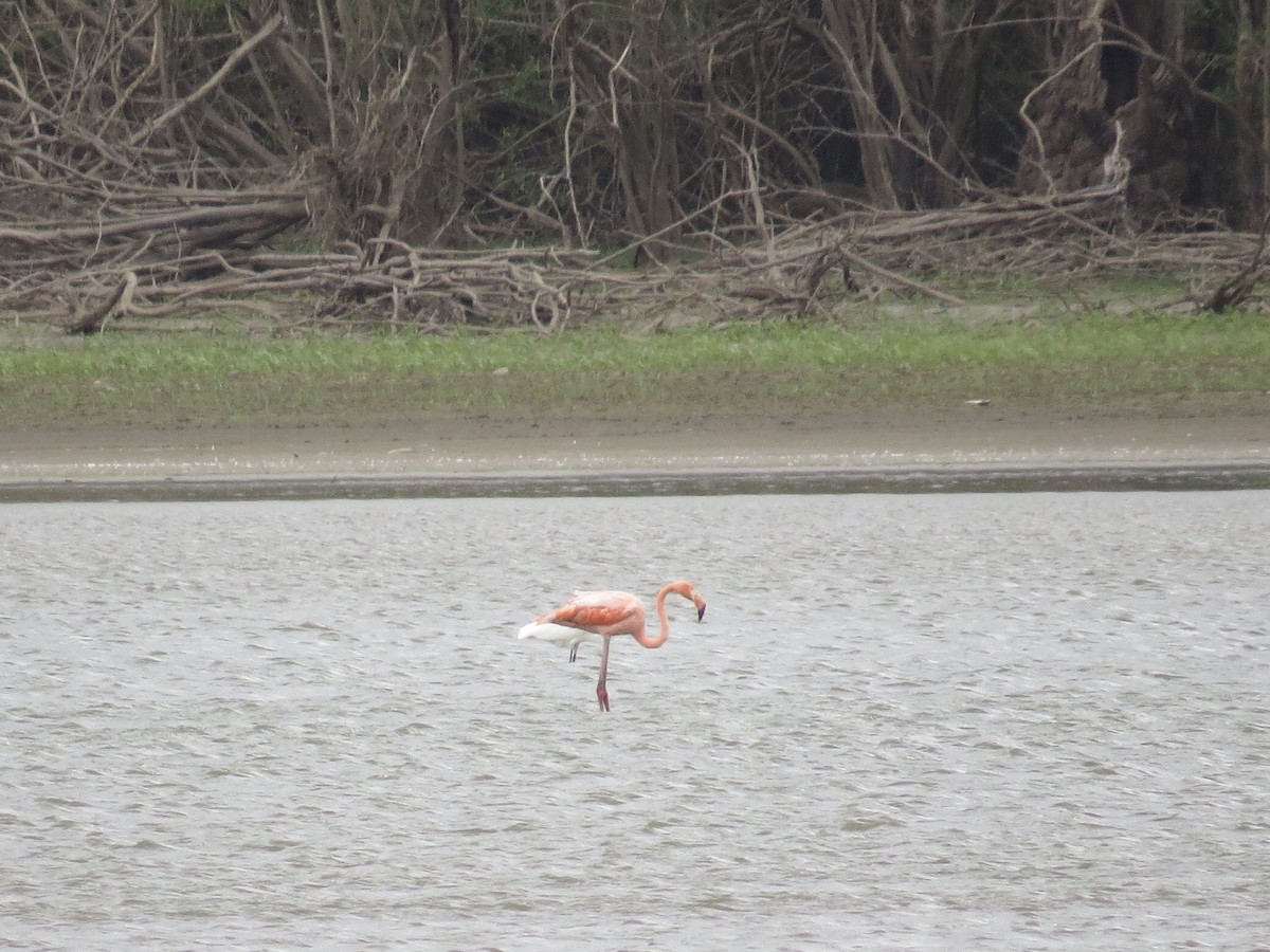 American Flamingo - ML181583541