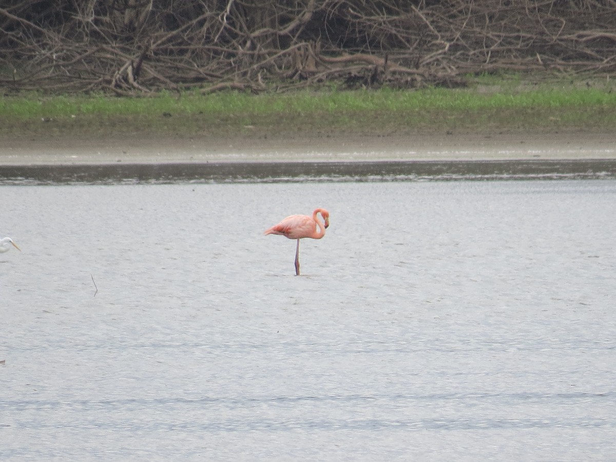 American Flamingo - ML181583591