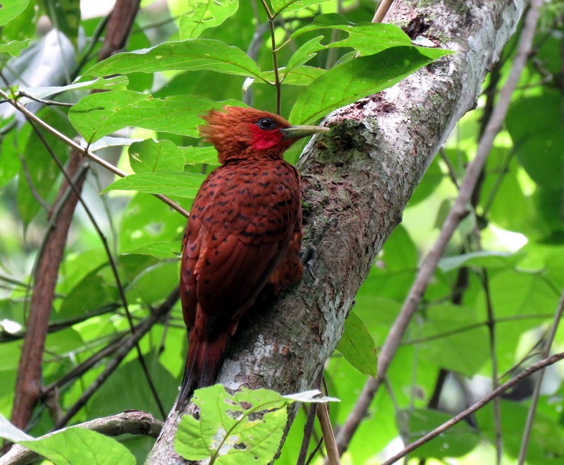 Chestnut-colored Woodpecker - Rolando Chávez