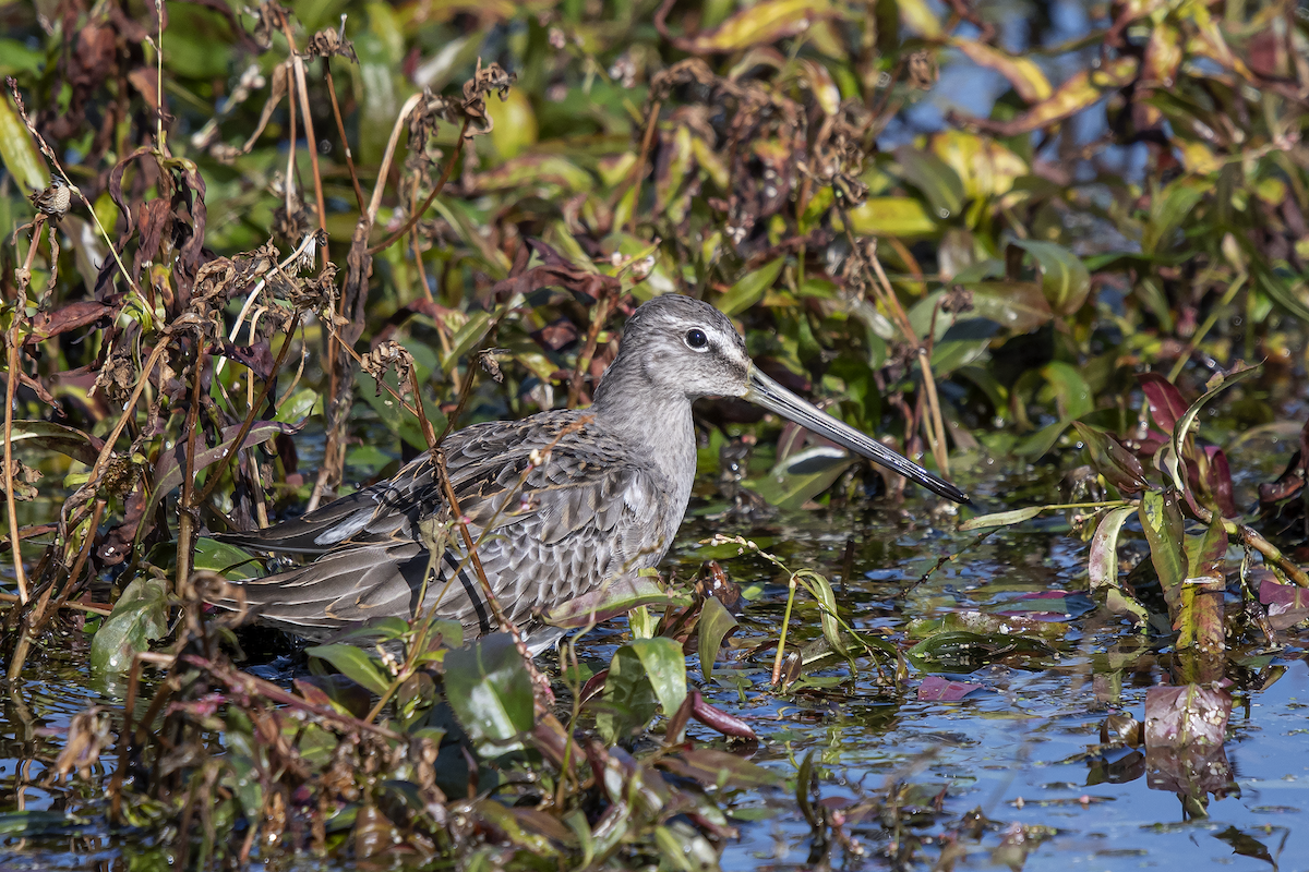 Long-billed Dowitcher - ML181585451