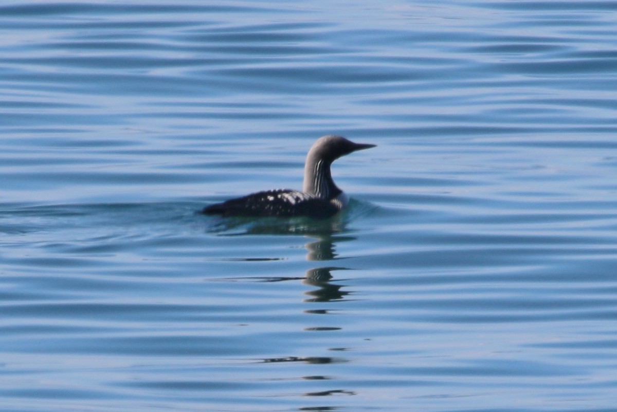 Pacific Loon - Suzanne O'Rourke