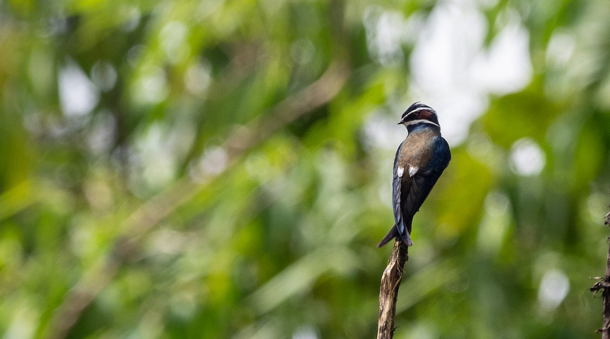 Whiskered Treeswift - Forest Botial-Jarvis