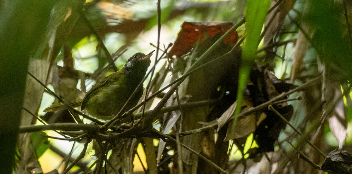 White-eared Tailorbird - Forest Botial-Jarvis
